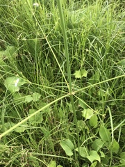 Alisma plantago-aquatica