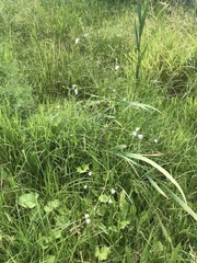 Alisma plantago-aquatica