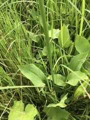 Alisma plantago-aquatica