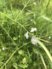 Alisma plantago-aquatica