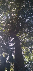 Celtis mildbraedii