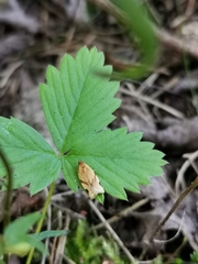 Paramesia gnomana