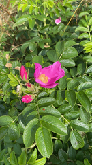 Rosa rugosa