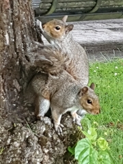 Sciurus carolinensis