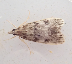 Scoparia ambigualis