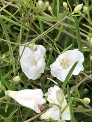 Stylisma pickeringii