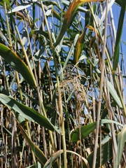 Arundo donax