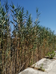 Arundo donax