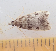 Scoparia ambigualis