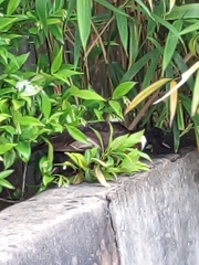 Anas platyrhynchos