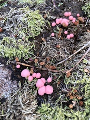 Lycogala epidendrum
