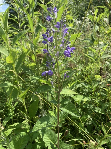 Scutellaria incana