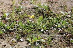 Lomatium caruifolium