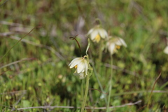 Fritillaria liliacea