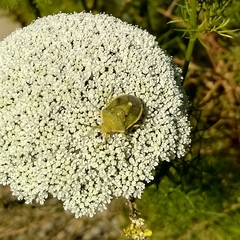 Chlorochroa uhleri
