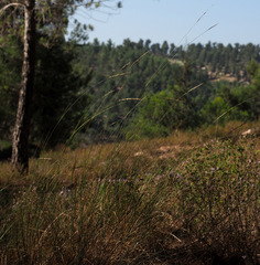 Achnatherum bromoides