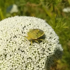 Chlorochroa uhleri