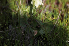 Fritillaria liliacea