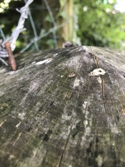Megabunus diadema