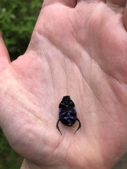 Anoplotrupes stercorosus