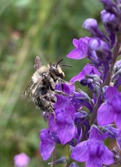 Anthophora