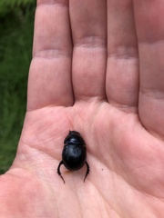 Anoplotrupes stercorosus