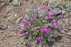 Oxytropis exserta