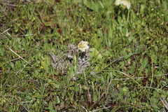 Fritillaria liliacea
