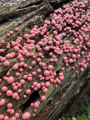 Lycogala epidendrum