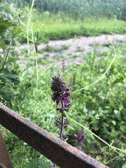 Stachys sylvatica