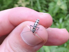 Chlorophorus herbstii