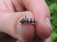 Chlorophorus herbstii