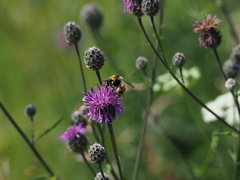 Bombus distinguendus