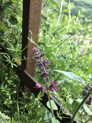 Stachys sylvatica