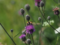 Bombus distinguendus