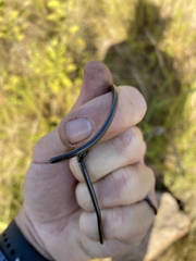 Leptotyphlops sylvicolus