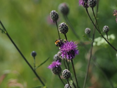 Bombus distinguendus