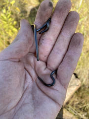 Leptotyphlops sylvicolus