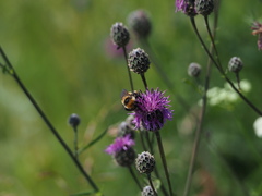 Bombus distinguendus