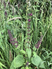 Stachys sylvatica