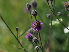Bombus distinguendus