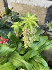 Eucomis bicolor