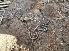 Leptotyphlops scutifrons