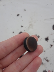 Mucuna sloanei