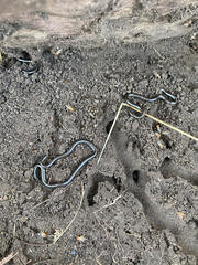 Leptotyphlops scutifrons