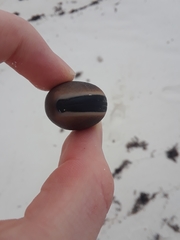 Mucuna sloanei