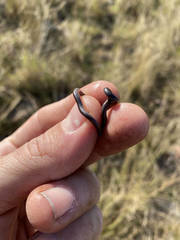 Leptotyphlops scutifrons