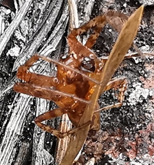 Araneus alsine