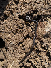 Leptotyphlops sylvicolus