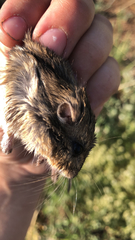 Perognathus
